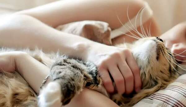 Mascotas: Las ventajas de dormir con tu gato - Mascotas - ABC Color