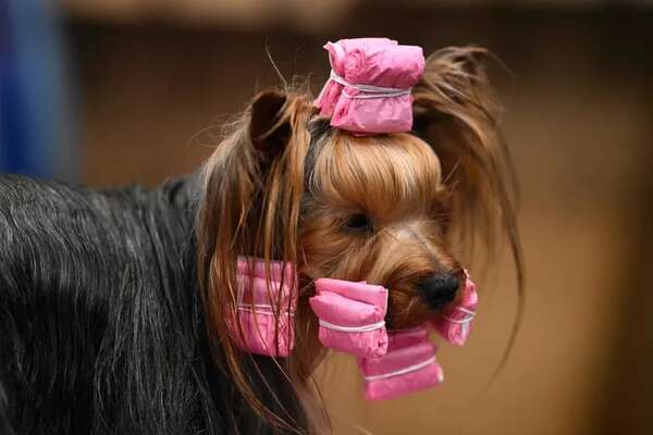 La delgada línea en la peluquería canina: tendencias vs. bienestar animal - Mascotas - ABC Color