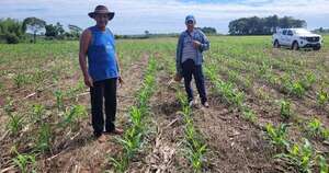 La Nación / Almidoneros de Caazapá logran mayor rendimiento de cultivos