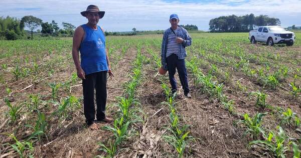 La Nación / Almidoneros de Caazapá logran mayor rendimiento de cultivos