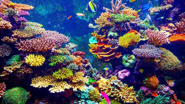Plantación de coral logra recuperar un arrecife en solo cuatro años