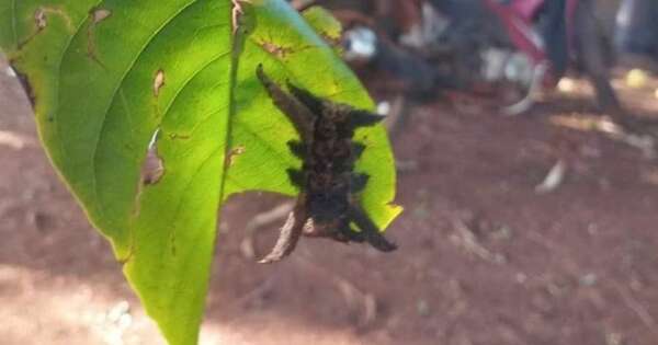 Diario HOY | Reportan aparición del temido “gusano araña” en Minga Guazú