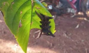Reportan aparición del temido “gusano araña” en Minga Guazú – Prensa 5