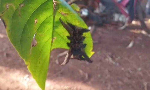 Reportan aparición del temido “gusano araña” en Minga Guazú – Prensa 5