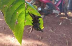 Alertan sobre aparición del temible “gusano araña” en la zona de Minga Guazú