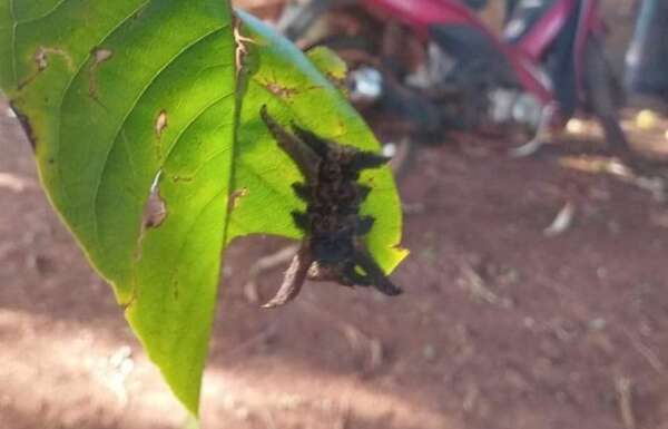 Alertan sobre aparición del temible “gusano araña” en la zona de Minga Guazú