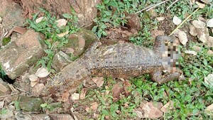 Yacaré de Lago de la República fue asesinado por cazadores