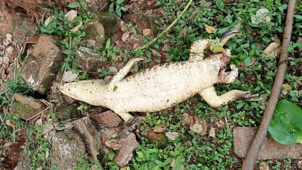 Cazadores matan a un yacaré de Lago de la República