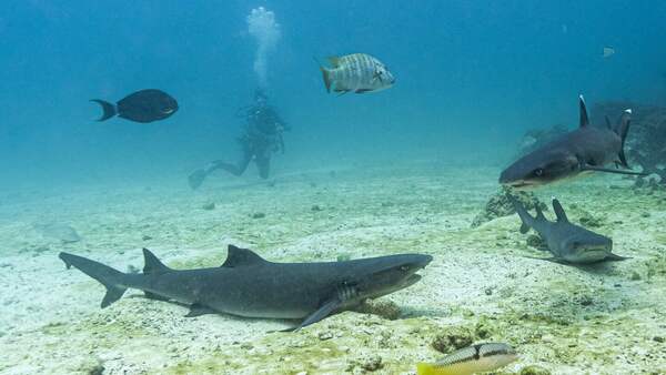 Greenpeace pide crear primera reserva marina en altamar junto a Galápagos