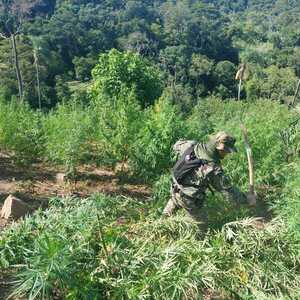 Operativo Arambe: Destruyen 42 hectáreas de marihuana en zona del EPP