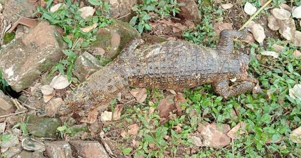 Diario HOY | Matan al yacaré del Lago de la República en CDE y hallan varios peces muertos