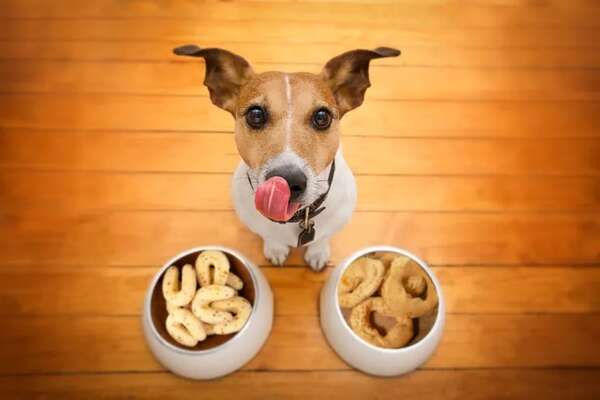 Semana Santa: ¿le invito chipa a mi perro o gato? - Mascotas - ABC Color