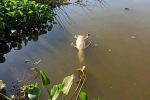 Intensificarán controles para evitar caza furtiva en el Lago de la República - La Clave