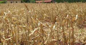 La Nación / Sector agropecuario debe racionalizar uso del agua ante falta de lluvia