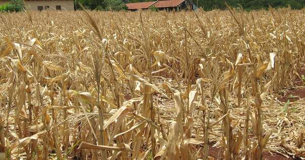 La Nación / Sector agropecuario debe racionalizar uso del agua ante falta de lluvia