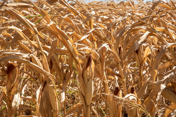 Sector agropecuario debe racionalizar uso del agua ante falta de lluvia