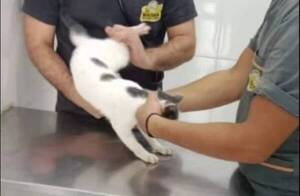 Identificaron y denunciaron al que tiró al gatito contra la pared