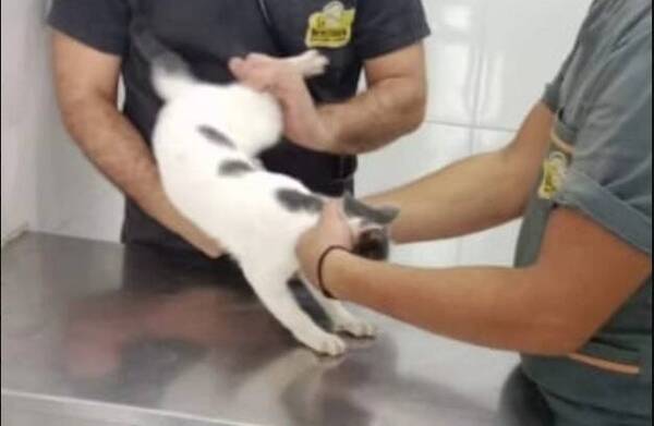 Identificaron y denunciaron al que tiró al gatito contra la pared