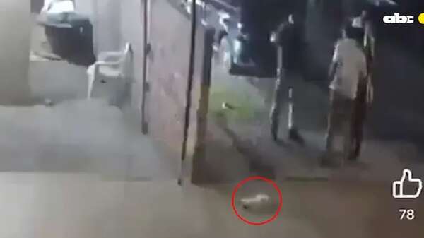 Video: hombre lanzó a un gato contra una muralla en Limpio - Nacionales - ABC Color