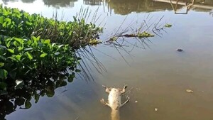 Hallan un jakare hû desmembrado en Lago de la República
