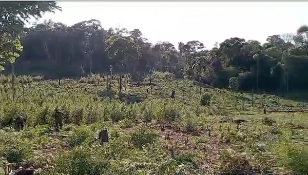 Encuentran plantaciones de marihuana entre cerros de Yby Ya’u | 1000 Noticias