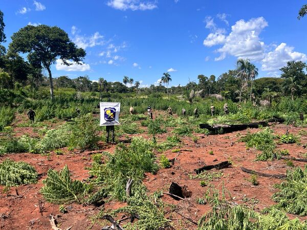 110 hectáreas de cultivo de marihuana destruidas en Colonia Mbokaja’i