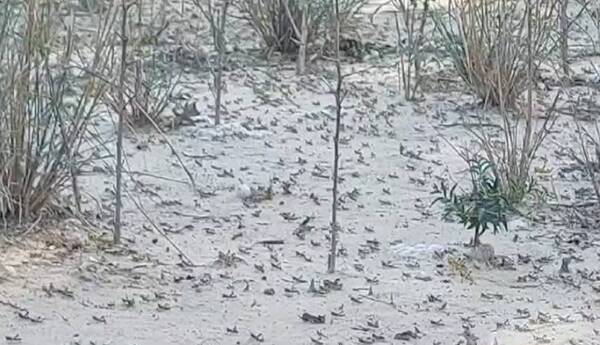 [VIDEO] ¡Hesukena! Una de las plagas bíblicas invade el Chaco