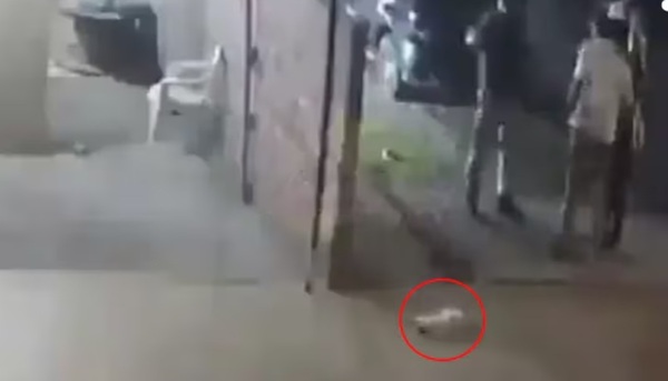 Hombre lanzó a un gato contra una muralla en Limpio - Noticiero Paraguay