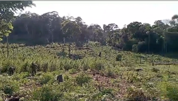 Encuentran plantaciones de marihuana entre cerros de Yby Yaú
