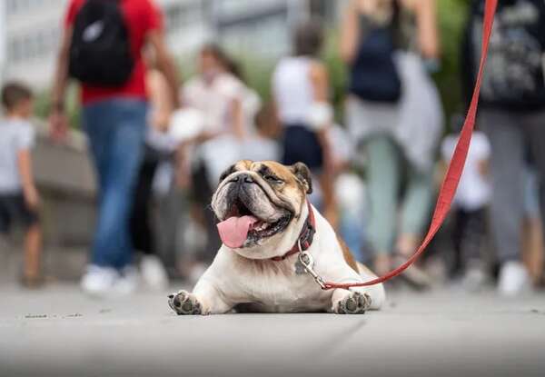 Cuidados indispensables para las mascotas en días extremadamente calurosos - Mascotas - ABC Color