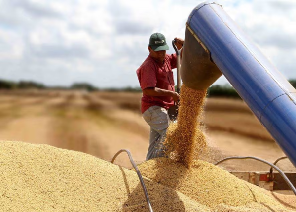 Altas temperaturas no afectarán producción final de soja, pero sí a las zafriñas