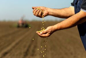 USDA mantiene proyección de soja paraguaya en 10,3 millones de toneladas a pesar de previsiones de disminución - MarketData