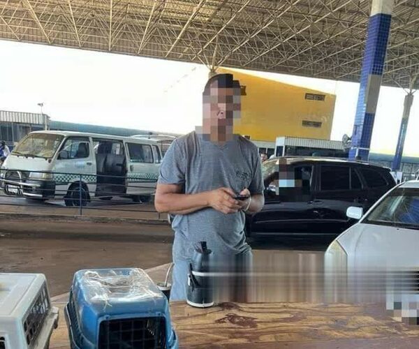 Rescataron a mykureses que eran llevados de contrabando por un paraguayo en Brasil
