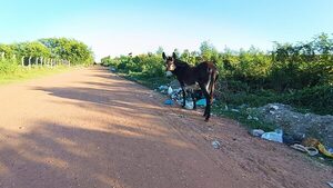 Persiste problemática de la basura en el barrio San Antonio: Calle Romualdo Irigoyen nuevamente afectada.