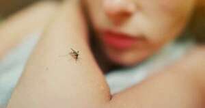 La Nación / Reportan tres casos de leishmaniasis en humanos en Acahay