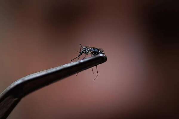 El estado más meridional de Brasil decreta el estado de emergencia por dengue - Mundo - ABC Color