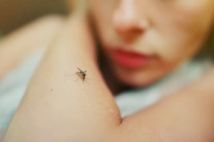 Reportan tres casos de leishmaniasis en humanos en Acahay