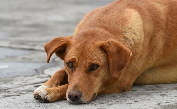 Altas temperaturas ponen en riesgo a perros guardianes