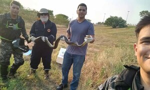 Linces rescatan a una Kuriju en la Costanera de Asunción – Prensa 5