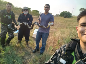 Linces rescatan a una Kuriju en la Costanera de Asunción