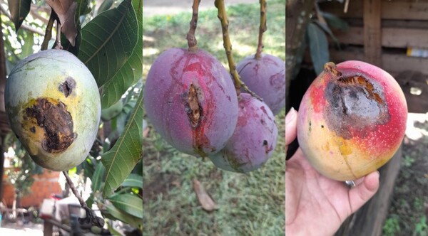 Reportan merma de producción de frutas debido al ataque de plagas - La Clave