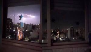 [VIDEO] ¿Mascotas de Batman poseídas por el Guasón?: vivió un momento de terror en su depto