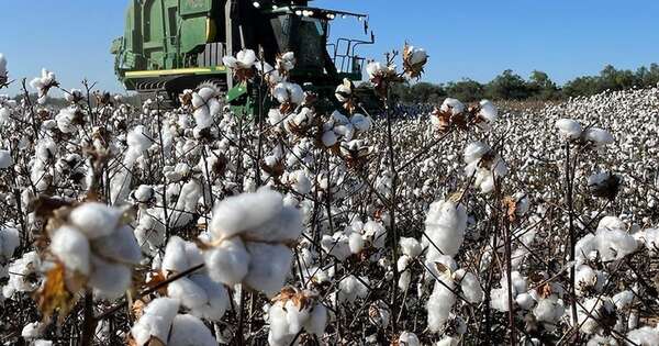 La Nación / Exportaciones de fibras de algodón crecieron más del 500 % a febrero