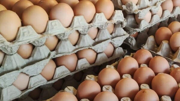 Los huevos también subirán por Semana Santa, pero está más estable - Portal Digital Cáritas Universidad Católica