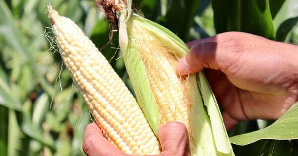 Diario HOY | Productores de granos de Amambay preocupados por las altas temperaturas
