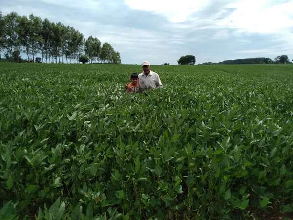 El 99,9% de la cosecha de soja 2023 es sin deforestación, revela Infona - Nacionales - ABC Color