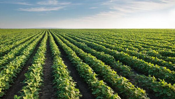 El 99,9% de la soja cultivada en 2022 no afectó a zonas con bosque nativo