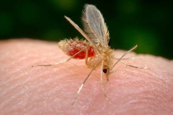 Alarma por casos de leishmaniasis en humanos - ADN Digital