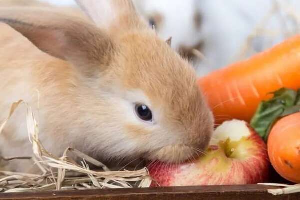 Mascotas: Qué pueden comer los conejos - Mascotas - ABC Color