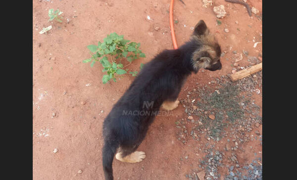 El perrito que evitó que motochorros armados asaltaran a un hombre